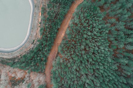 vue aérienne d'un chemin de terre dans une pinède