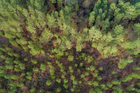 pine forest in winter aerial view with drone