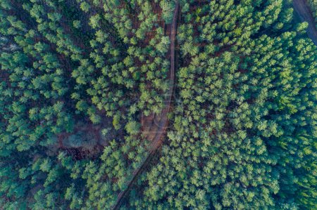 Kiefernwald im Winter aus der Luft mit Drohne