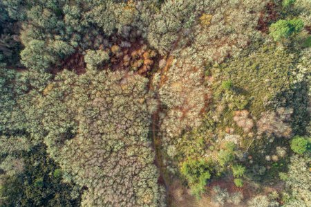 drone vue aérienne d'une forêt de chênes en hiver