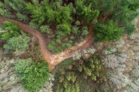 drone vue aérienne d'une pinède et d'un chemin de terre