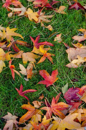 fallen leaves on the lawn in the fall