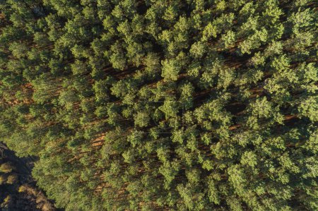 zenithal aerial drone view of a pine forest at sunset