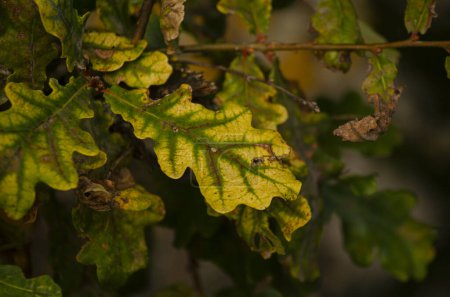Foto de Hojas de roble en otoño al atardecer. Quercus robur - Imagen libre de derechos