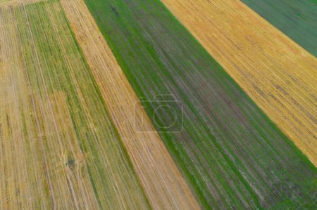 aerial view of green and yellow cultivated fields