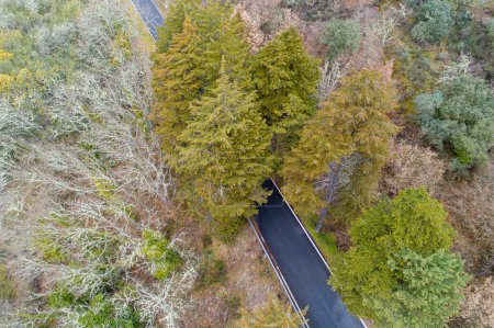 Téléchargez les photos : Drone vue aérienne d'une route dans la forêt - en image libre de droit