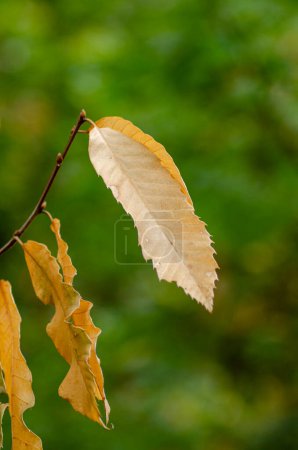 selektiver Fokus, Blätter eines Kastanienbaums im Herbst. Castanea sativa