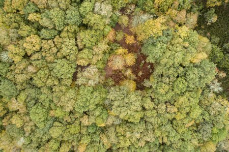 aerial view of an oak forest in autumn