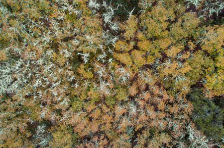 drone aerial view of a winter oak forest