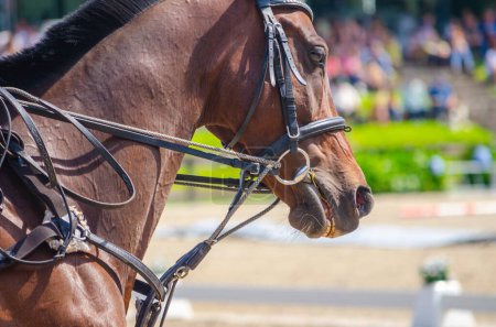 head of a horse in an equestrian event