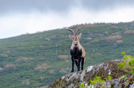 Wilde Ziege, die still auf einem Felsen steht und ruhig und entspannt in die Kamera blickt. Peneda Geres National Park. Portugal. Capra pyrenaica lusitanica. Naturschutzkonzept.
