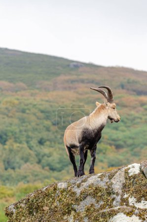 Wild goat standing still on a rock, calm and relaxed. Peneda Geres National Park. Portugal. Capra pyrenaica lusitanica. Conservation concept.