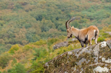 cabra montés salvaje en el Parque Nacional da Peneda-Geres. Portugal. Capra Pyrenaica