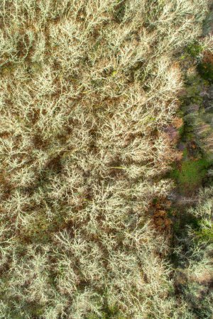 Drohnenblick aus der Vogelperspektive auf grüne Baumwipfel in einem Wald im Herbst
