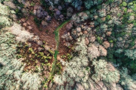 Drohne Luftaufnahme einer Straße in einem Eichenwald ohne Blätter im Herbst