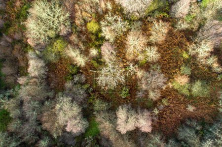 aerial drone view looking down from a bird's eye view at treetops in a forest in fall