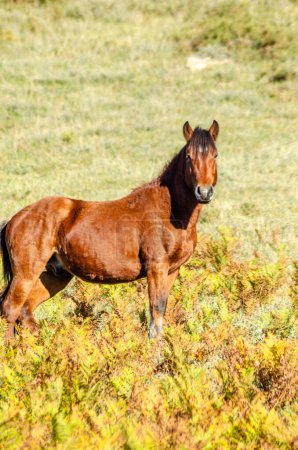 a garrano wild horses in the Peneda-Geres National Park, only national park in Portugal.