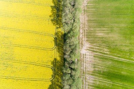 champs de canola et de blé vus depuis un drone, photo aérienne zénithale