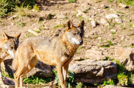 Téléchargez les photos : Deux loups ibériques debout, Canis Lupus signatus - en image libre de droit