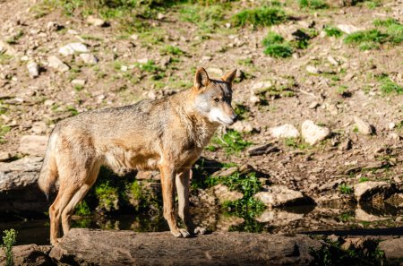 Canis lupus signatus. Un loup ibérique dans le Centre du loup ibérique, Zamora, Espagne.