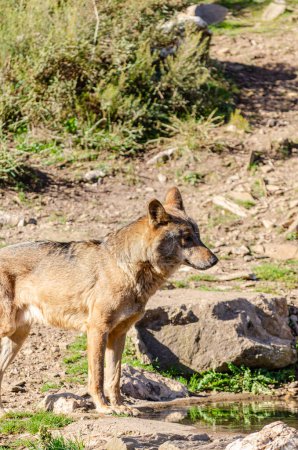 A Iberian wolf in the Iberian Wolf Center, Zamora, Spain. Canis lupus signatus.