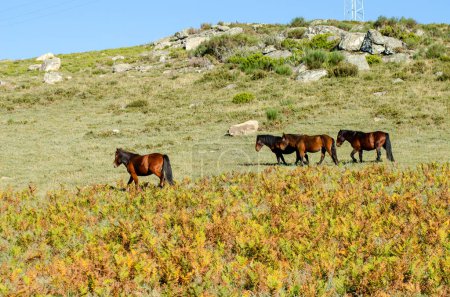 wild horses, called garranos, in the Peneda-Geres National Park, the only national park in Portugal.
