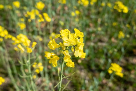 close up view of a yellow canola plant, flowering rapeseed field