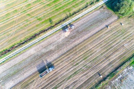 aerial view with drone of a tractor and combine harvester in an agricultural field harvesting potatoes