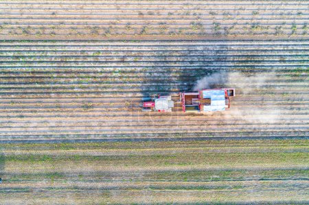 aerial drone top view of a tractor and combine harvester in an agricultural field harvesting potatoes