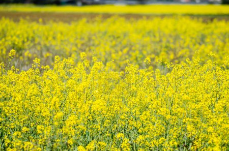 yellow field during rapeseed bloom at springtime