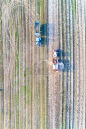 aerial drone directly above view of a tractor and combine harvester in an agricultural field harvesting potatoes