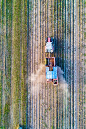 direct overhead drone view of a tractor with a harvester harvesting potatoes