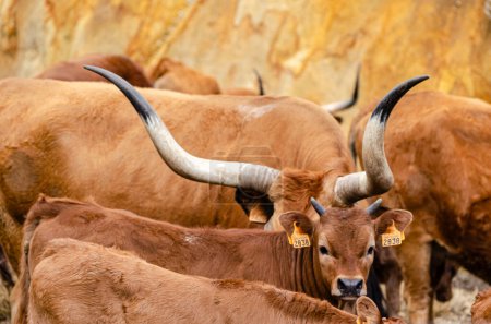 Foto de Vaca y terneros de raza barrosa, ganadería tradicional en el municipio de Montalegre. Al norte de Portugal. Tras-os-Montes - Imagen libre de derechos