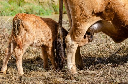 young calf lactating, Portugal