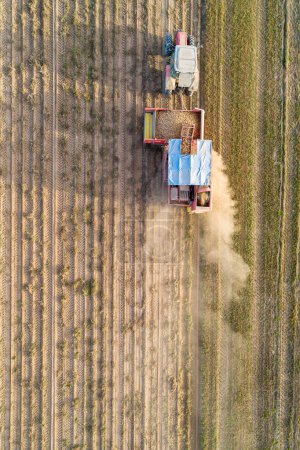 Potato harvester with a tractor. Seasonal harvesting of potatoes. Directly above drone view