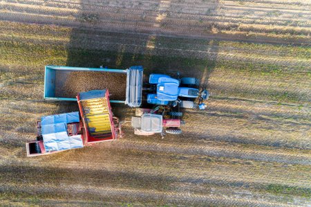 Directly above drone view. Potato Harvester unloads potatoes into a tractor with a trailer. Seasonal harvesting of potatoes.