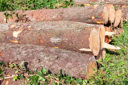 Photo for Cut and stacked pine logs. Pile of wood - Royalty Free Image
