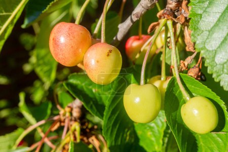 frutos de cereza verdes inmaduros en el árbol de ramas en primavera