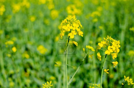 A yellow canola flower with a green stem. The background is a bright green color