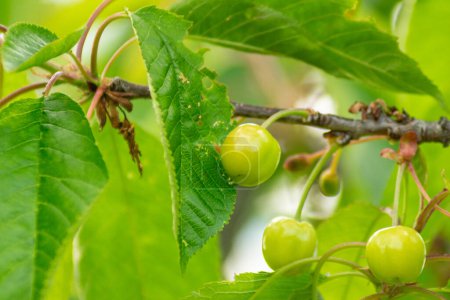 unripe cherries on the branch of the tree, spring fruit