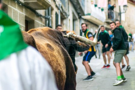 Traditionelles Fest, bestehend aus einem Lauf mit einem Ochsen in Allariz, einem mittelalterlichen Dorf in der Provinz Ourense. Festa do Boi. Galicien, Spanien. Selektiver Fokus