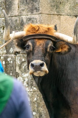 Porträt eines Ochsen beim traditionellen Fest von Allariz. Festa do Boi. Galicien, Spanien.
