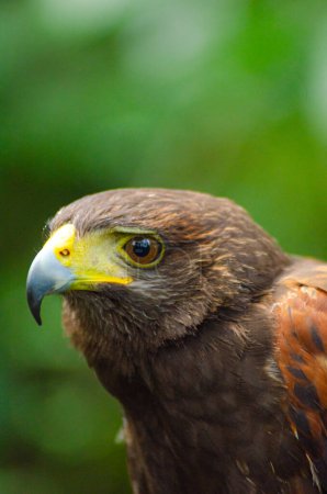 portrait of a harrris hawk, bird of prey concept. Parabuteo unicinctus