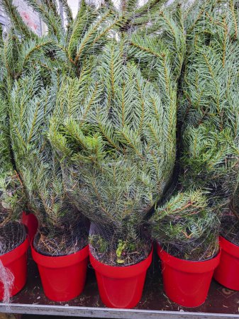 Potted Nordman Fir Christmas trees for sale at a local market. Cultivated trees ready for the Christmas market in red pots.
