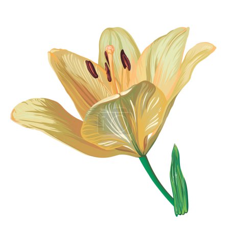 Photo for Yellow lily flower isolated on white background. green leaves, buds, yellow flowers. realistic vector graphics. - Royalty Free Image