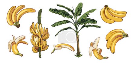 Vektor-Set von Bananen und Bananenpalmen. Palmblätter und Zweige. Sammlung handgezeichneter Bananenelemente