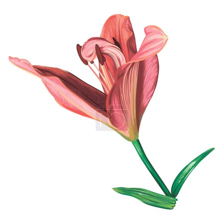 Photo for Pink lily flower isolated on white background. green leaves, buds, pink flowers. realistic vector graphics - Royalty Free Image