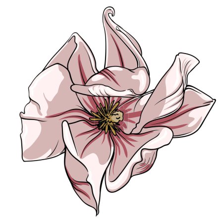 Photo for Magnolia flower on white background, lotus flower on white background, vector illustration - Royalty Free Image