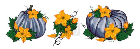 Photo for Autumn set of blue pumpkins with green leaves and yellow flowers on a white background. botanical vector illustration - Royalty Free Image