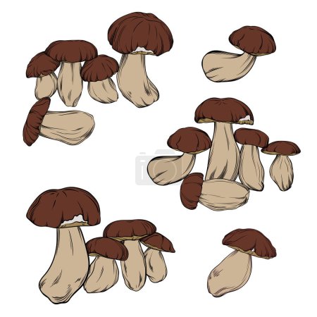 Photo for Vector set of porcini mushrooms drawn in black outline with color fill. single mushrooms, compositions with boletus mushrooms are drawn close-up. botanical vector illustration - Royalty Free Image